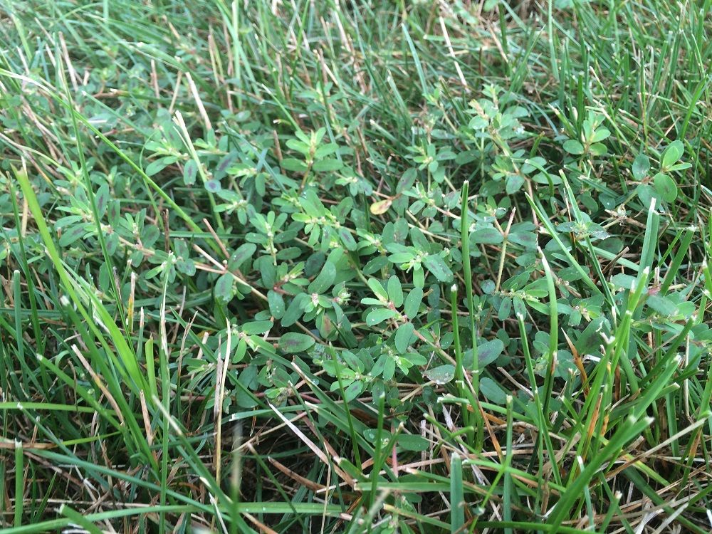 The 8 Most Notorious Lawn Weeds In North Texas And How To Get Rid Of Them